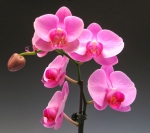 Substitute Image for Judy Peterson (Orchid)